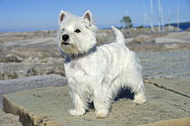 West Highland Terrier (Canis familiaris)