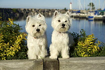 West Highland Terrier (Canis familiaris) pair