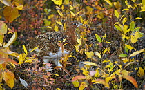 Willow Ptarmigan (Lagopus lagopus) camouflaged on autumn tundra