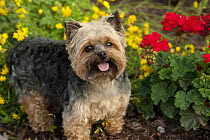 Yorkshire Terrier (Canis familiaris)