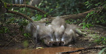 Crested Mangabey (Cercocebus galeritus) group drinking, Tana River Primate Reserve, Kenya