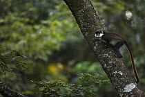 Red-tail Monkey (Cercopithecus ascanius) in tree, Kakamega Forest Reserve, Kenya