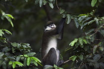Red-tail Monkey (Cercopithecus ascanius) female in tree, Kakamega Forest Reserve, Kenya