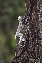 Black-faced Vervet Monkey (Cercopithecus aethiops) young climbing tree, Elsamere, Lake Naivasha, Kenya