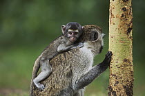 Black-faced Vervet Monkey (Cercopithecus aethiops) mother with baby, Elsamere, Lake Naivasha, Kenya