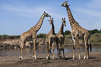 Masai Giraffe (Giraffa tippelskirchi) herd at river, Mara River, Masai Mara, Kenya