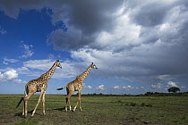 Masai Giraffe (Giraffa tippelskirchi) pair walking in savanna, Masai Mara, Kenya