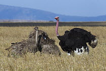 Ostrich (Struthio camelus) pair courting, Masai Mara, Kenya