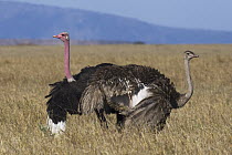 Ostrich (Struthio camelus) pair courting, Masai Mara, Kenya