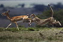 Cheetah (Acinonyx jubatus) chasing Impala (Aepyceros melampus) female, Masai Mara, Kenya