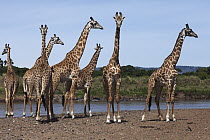 Masai Giraffe (Giraffa tippelskirchi) herd at river, Mara River, Masai Mara, Kenya