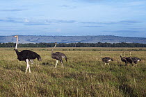 Ostrich (Struthio camelus) family, Masai Mara, Kenya