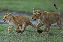 African Lion (Panthera leo) yearling cub playing with younger cub, Masai Mara, Kenya