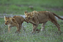 African Lion (Panthera leo) yearling cub playing with younger cub, biting its tail, Masai Mara, Kenya