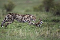 Cheetah (Acinonyx jubatus) one year old cub bringing down Thomson's Gazelle (Eudorcas thomsonii) fawn, Masai Mara, Kenya. Sequence 2 of 5