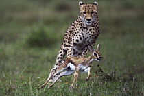 Cheetah (Acinonyx jubatus) one year old cub chasing Thomson's Gazelle (Eudorcas thomsonii) fawn, Masai Mara, Kenya. Sequence 4 of 5