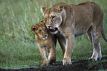 African Lion (Panthera leo) female nuzzling one year old cub, Masai Mara, Kenya