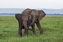 African Elephant (Loxodonta africana) sub-adults play-fighting, Masai Mara, Kenya