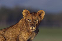 African Lion (Panthera leo) year old cub, Masai Mara, Kenya