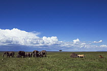 African Elephant (Loxodonta africana) herd watching African Lions (Panthera leo) feeding on elephant carcass, Masai Mara, Kenya
