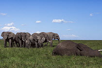 African Elephant (Loxodonta africana) herd gathering at elephant carcass, Masai Mara, Kenya