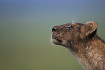 African Lion (Panthera leo) year old cub looking up, Masai Mara, Kenya
