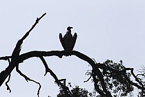 Ruppell's Griffon (Gyps rueppellii) vulture in tree, Masai Mara, Kenya