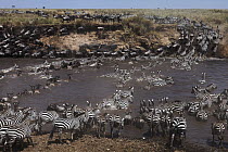 Burchell's Zebra (Equus burchellii) and Blue Wildebeest (Connochaetes taurinus) herd crossing river, Mara River, Masai Mara, Kenya
