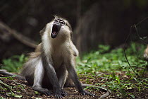 Crested Mangabey (Cercocebus galeritus) sub-adult male yawning while being groomed, Tana River Primate Reserve, Kenya
