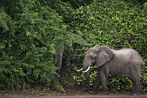 African Elephant (Loxodonta africana) pair entering forest, Tana River Primate Reserve, Kenya