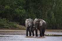 African Elephant (Loxodonta africana) pair drinking in river, Tana River, Tana River Primate Reserve, Kenya