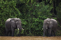 African Elephant (Loxodonta africana) pair in river, Tana River, Tana River Primate Reserve, Kenya