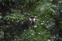 Red-tail Monkey (Cercopithecus ascanius) juvenile feeding in tree, Kakamega Forest Reserve, Kenya