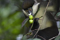 Red-tail Monkey (Cercopithecus ascanius) feeding on fruit, Kakamega Forest Reserve, Kenya