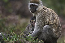 Black-faced Vervet Monkey (Cercopithecus aethiops) mother nursing baby, Elsamere, Lake Naivasha, Kenya