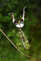 Devil's Praying Mantis (Idolomantis diabolica) in defensive posture, Tanzania