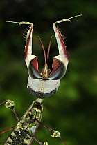 Devil's Praying Mantis (Idolomantis diabolica) in defensive posture, Tanzania