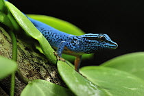 Electric Blue Day Gecko (Lygodactylus williamsi), Kimboza Forest Reserve, Tanzania