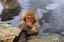 Japanese Macaque (Macaca fuscata) young in hot spring, Jigokudani, Nagano, Japan