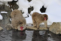 Japanese Macaque (Macaca fuscata) drinking from hot spring, Jigokudani, Nagano, Japan