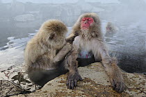 Japanese Macaque (Macaca fuscata) pair grooming in hot spring, Jigokudani, Nagano, Japan