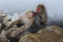 Japanese Macaque (Macaca fuscata) pair grooming in hot spring, Jigokudani, Nagano, Japan
