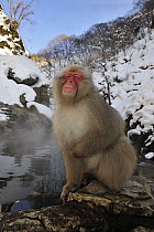 Japanese Macaque (Macaca fuscata) at hot spring, Jigokudani, Nagano, Japan