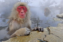 Japanese Macaque (Macaca fuscata) pair in hot spring, Jigokudani, Nagano, Japan