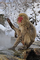 Japanese Macaque (Macaca fuscata) stretching at hot spring, Jigokudani, Nagano, Japan
