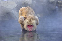 Japanese Macaque (Macaca fuscata) drinking from hot spring, Jigokudani, Nagano, Japan