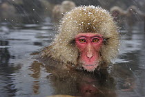 Japanese Macaque (Macaca fuscata) in hot spring, Jigokudani, Nagano, Japan