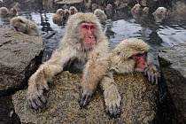Japanese Macaque (Macaca fuscata) group in hot spring, Jigokudani, Nagano, Japan