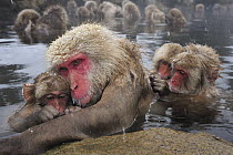 Japanese Macaque (Macaca fuscata) mother and young in hot spring with juveniles grooming, Jigokudani, Nagano, Japan
