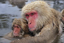 Japanese Macaque (Macaca fuscata) mother and young in hot spring, Jigokudani, Nagano, Japan
